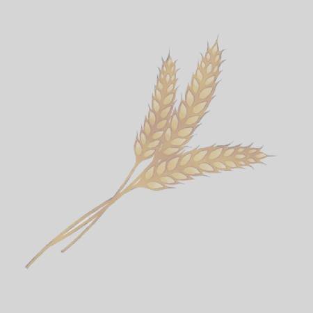 wheat chana